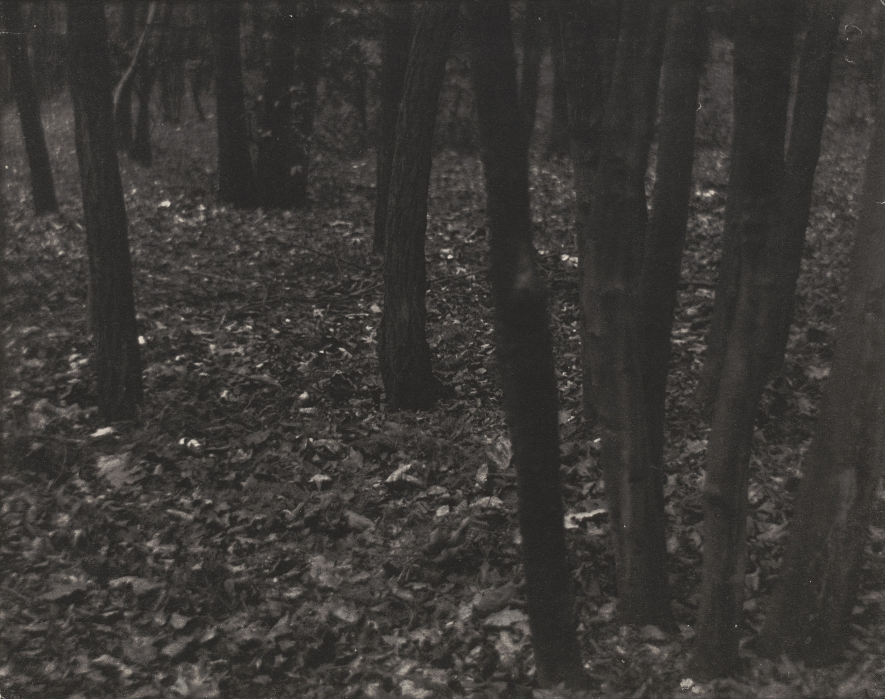 Edward Steichen. Wood Lot - Fallen Leaves. 1898