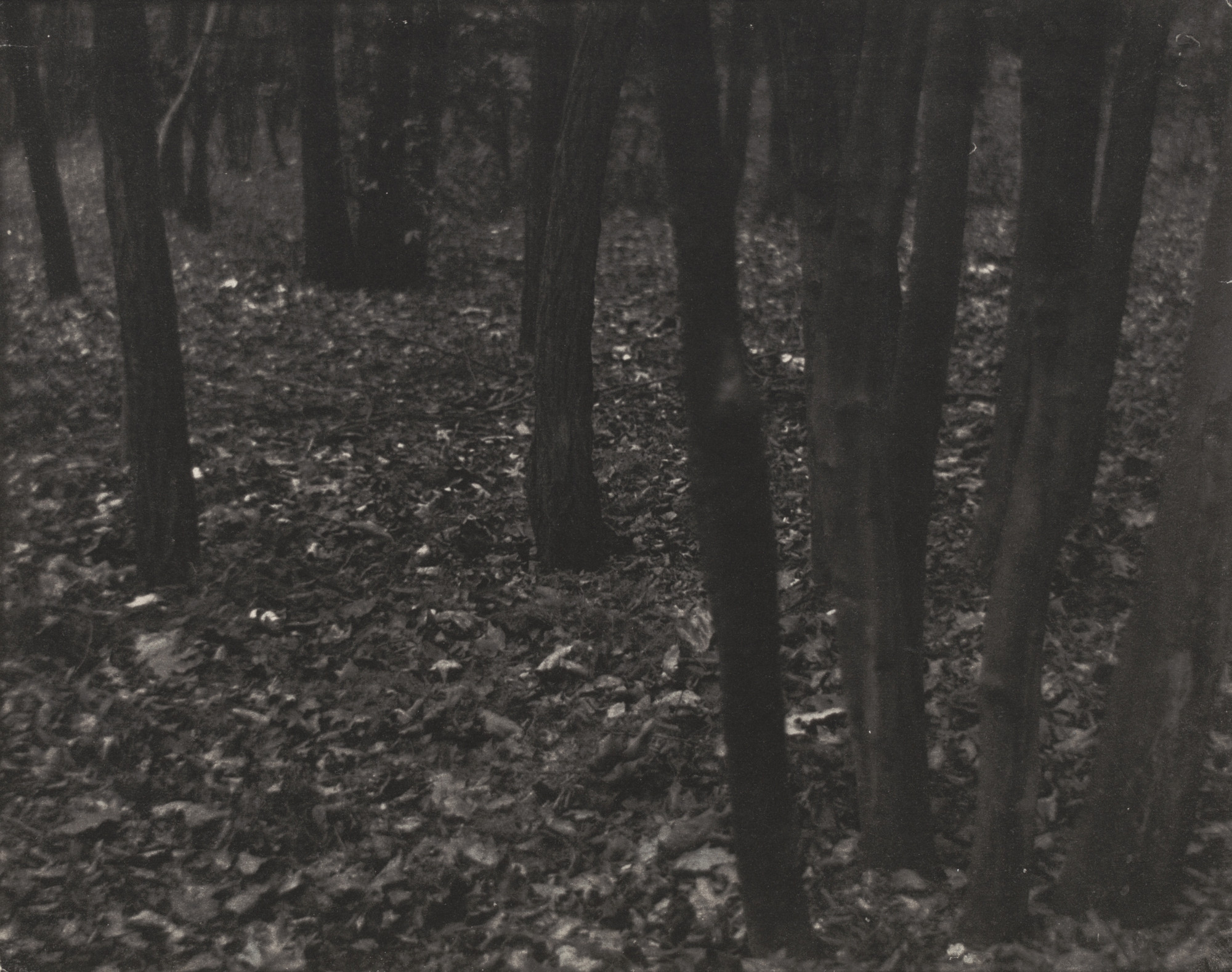 Edward Steichen. Wood Lot - Fallen Leaves