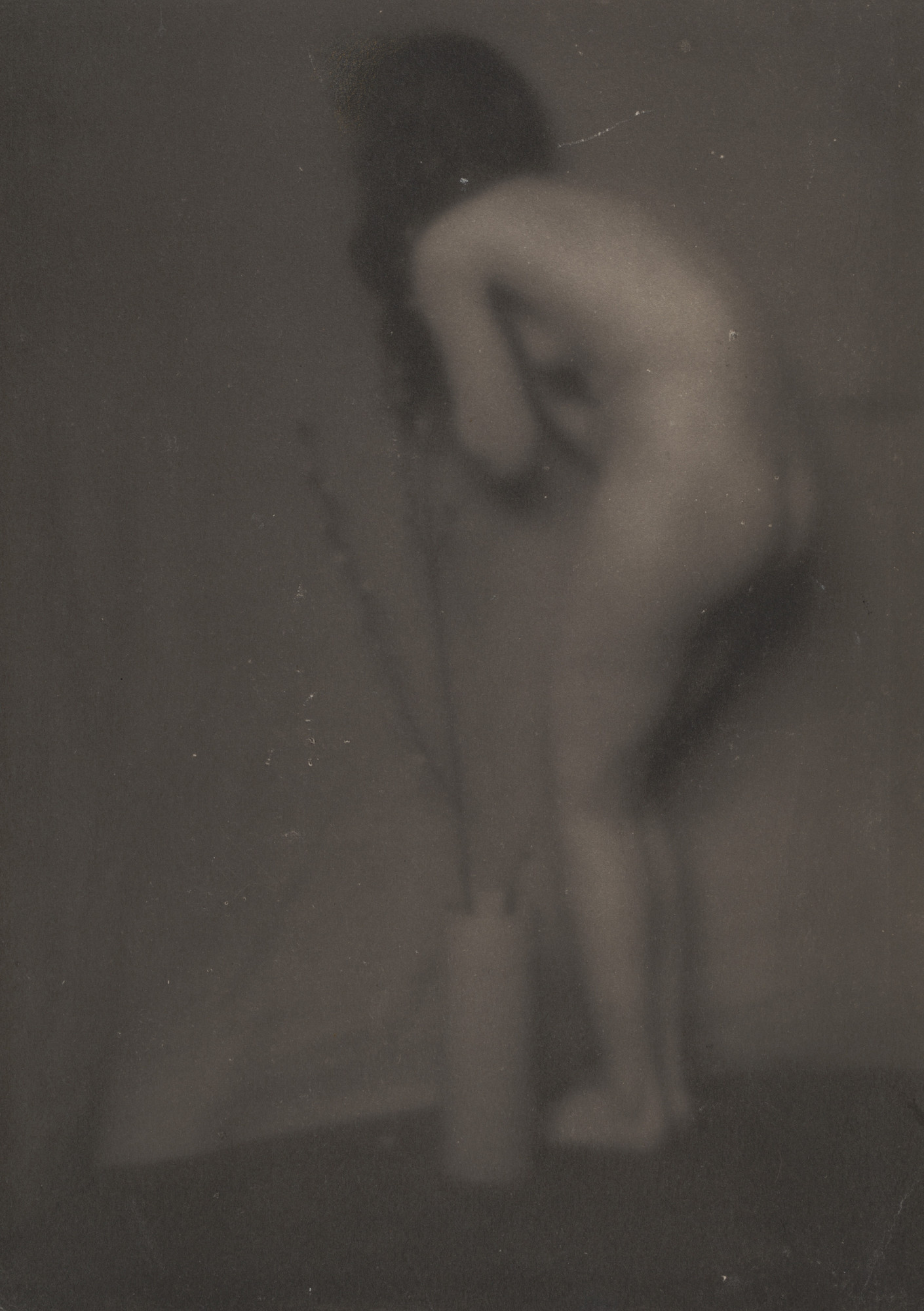 Edward Steichen. Pussy Willow