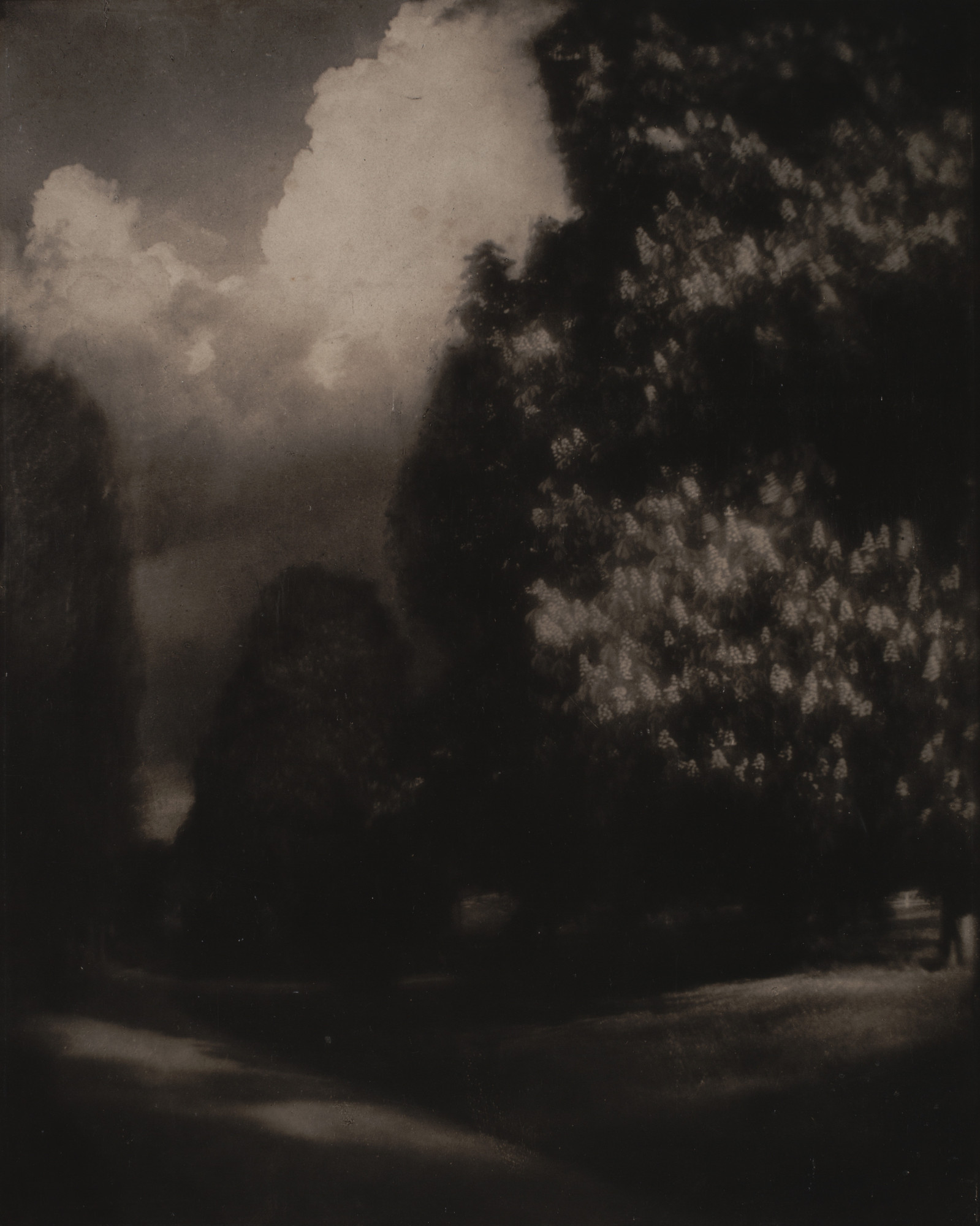 Edward Steichen. Horse-Chestnut Blossoms, Long Island