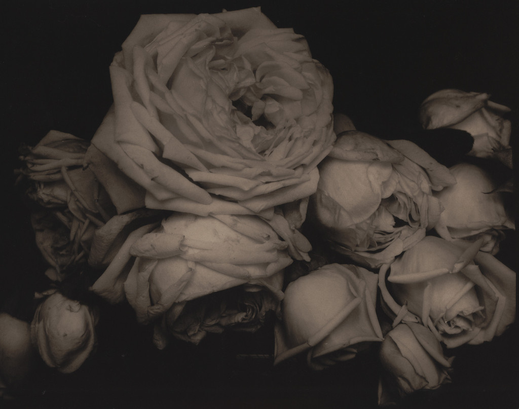 Heavy Roses, Voulangis, France