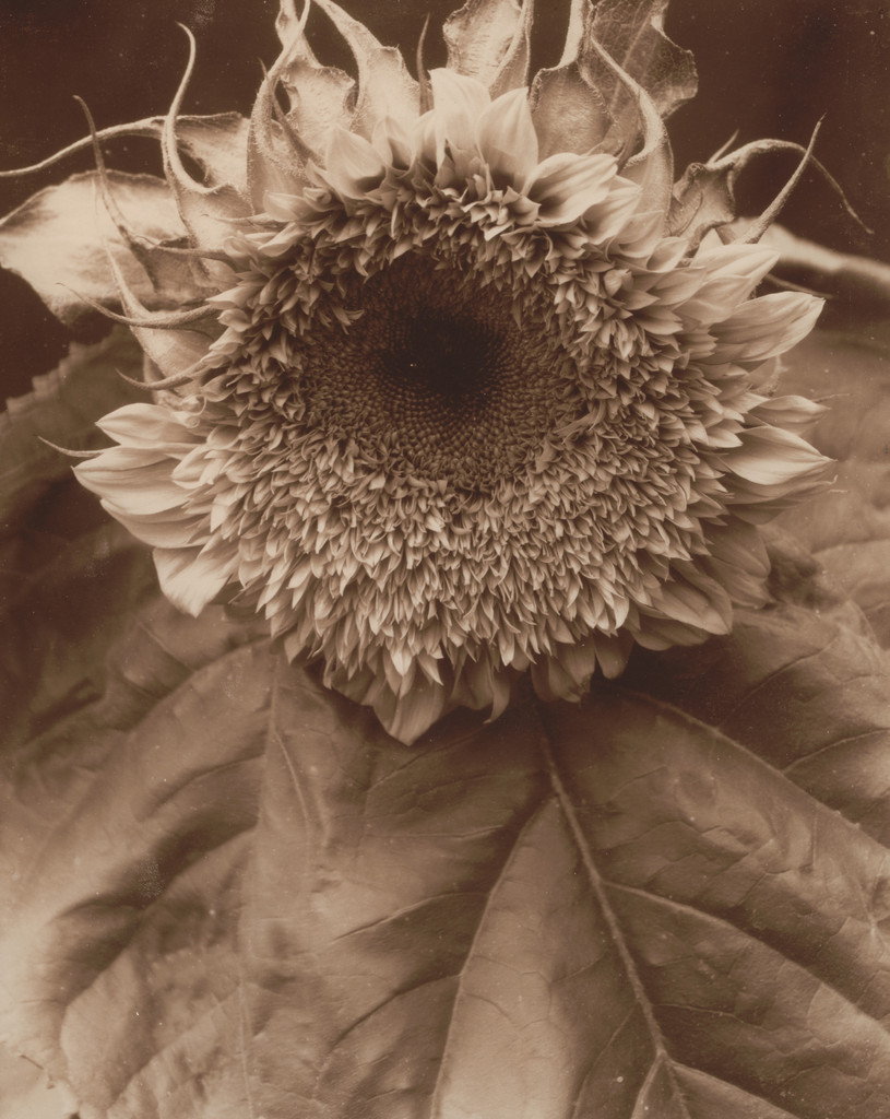 Sunflowers from Seed to Seed