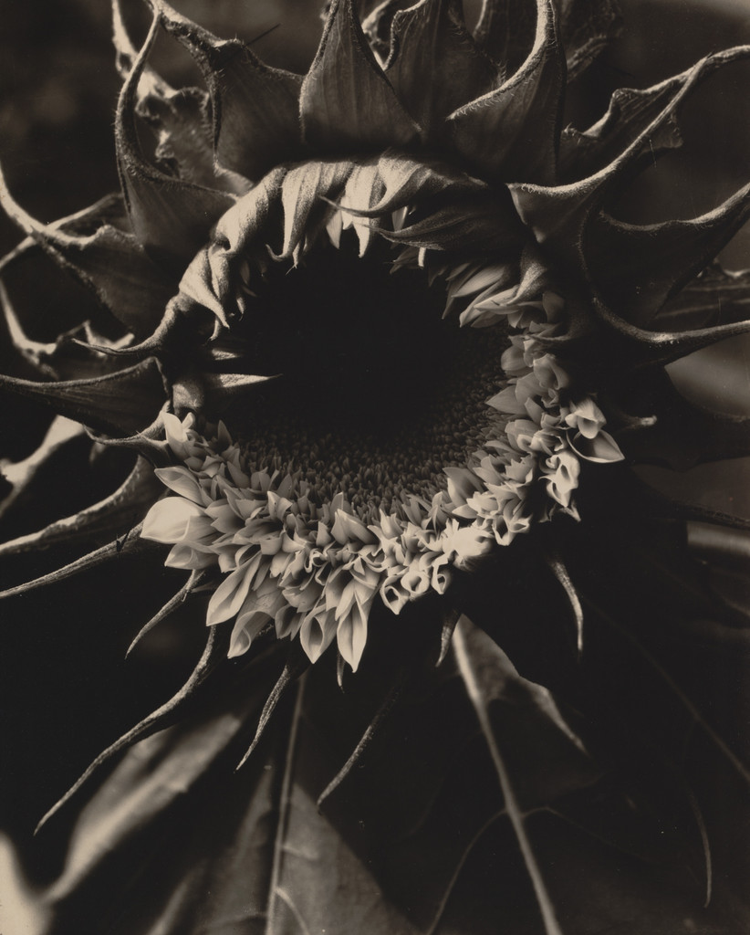 Sunflowers from Seed to Seed