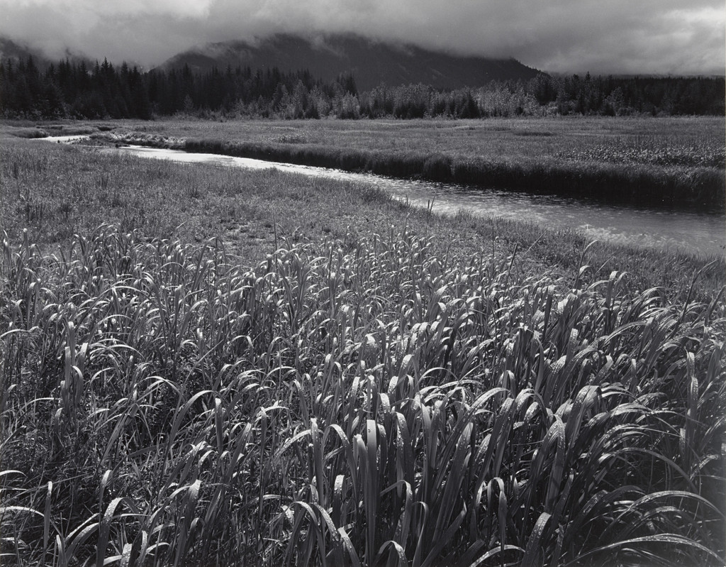 Rain, Beartrack Cove, Glacier Bay National Monument, Alaska