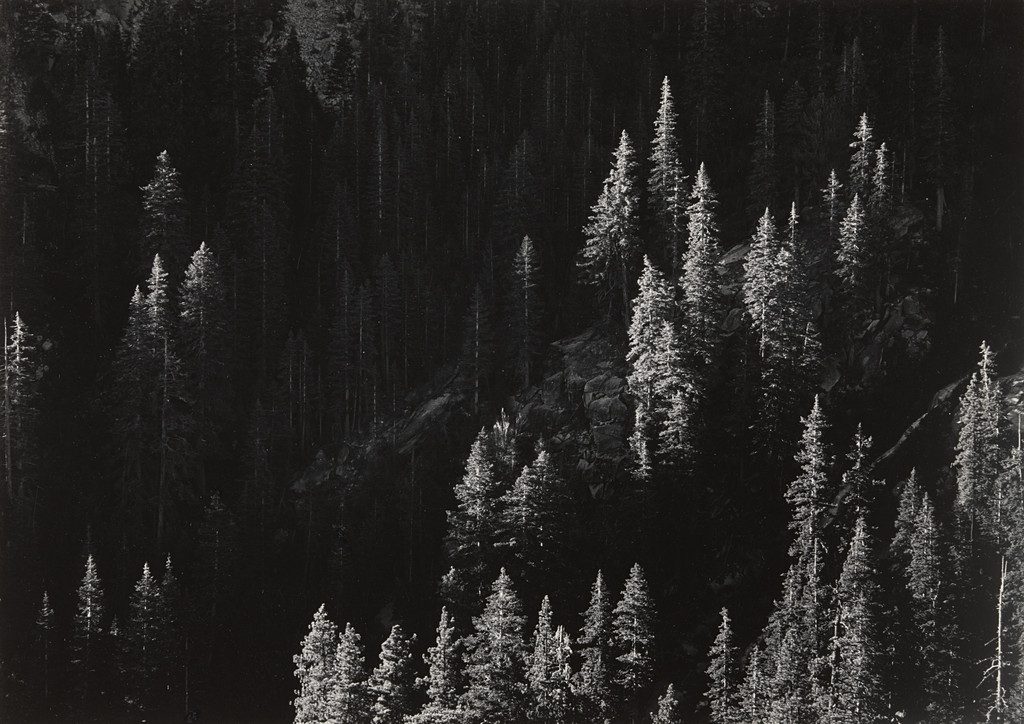 Spruce Forest, Olympic National Park