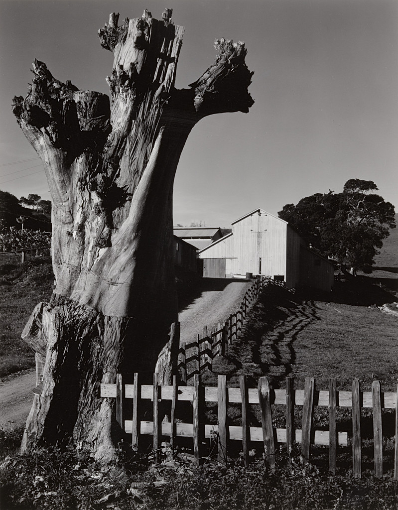Stump and Barn, Bolinas, California