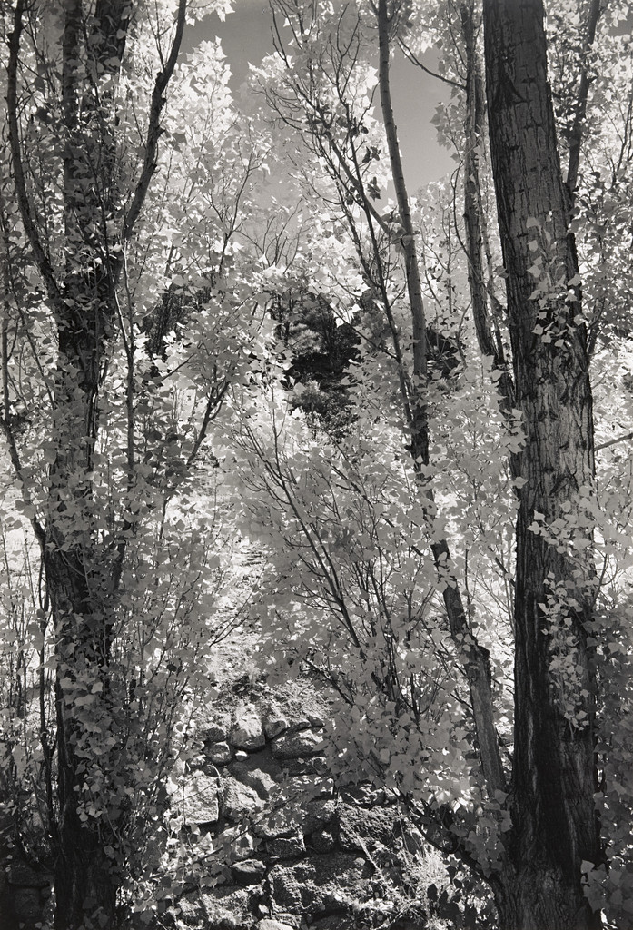 Poplars near Bishop, Detail
