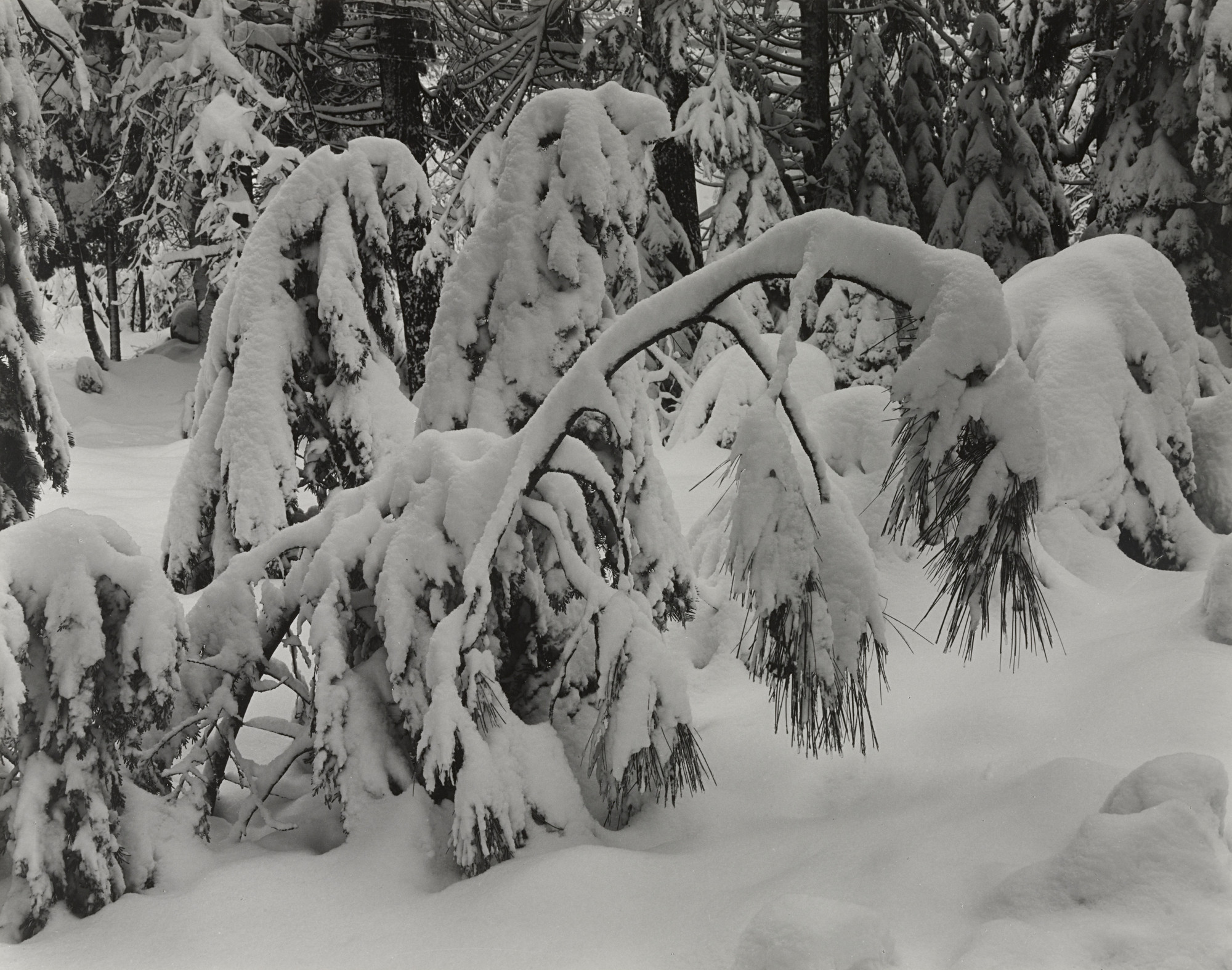 Ansel Adams. Winter, Yosemite Valley, California