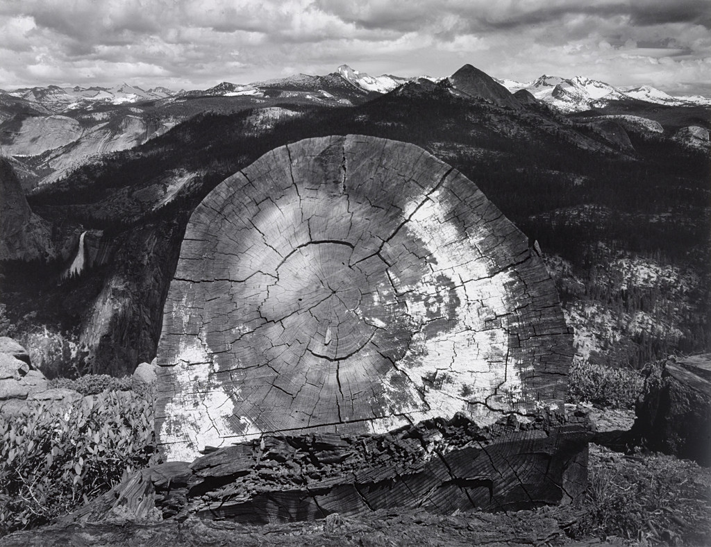 Log, High Sierra from Washburn Point, Yosemite National Park, California