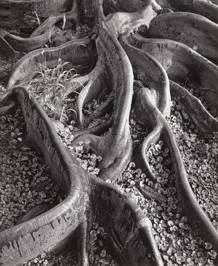 Roots, Foster Gardens, Honolulu