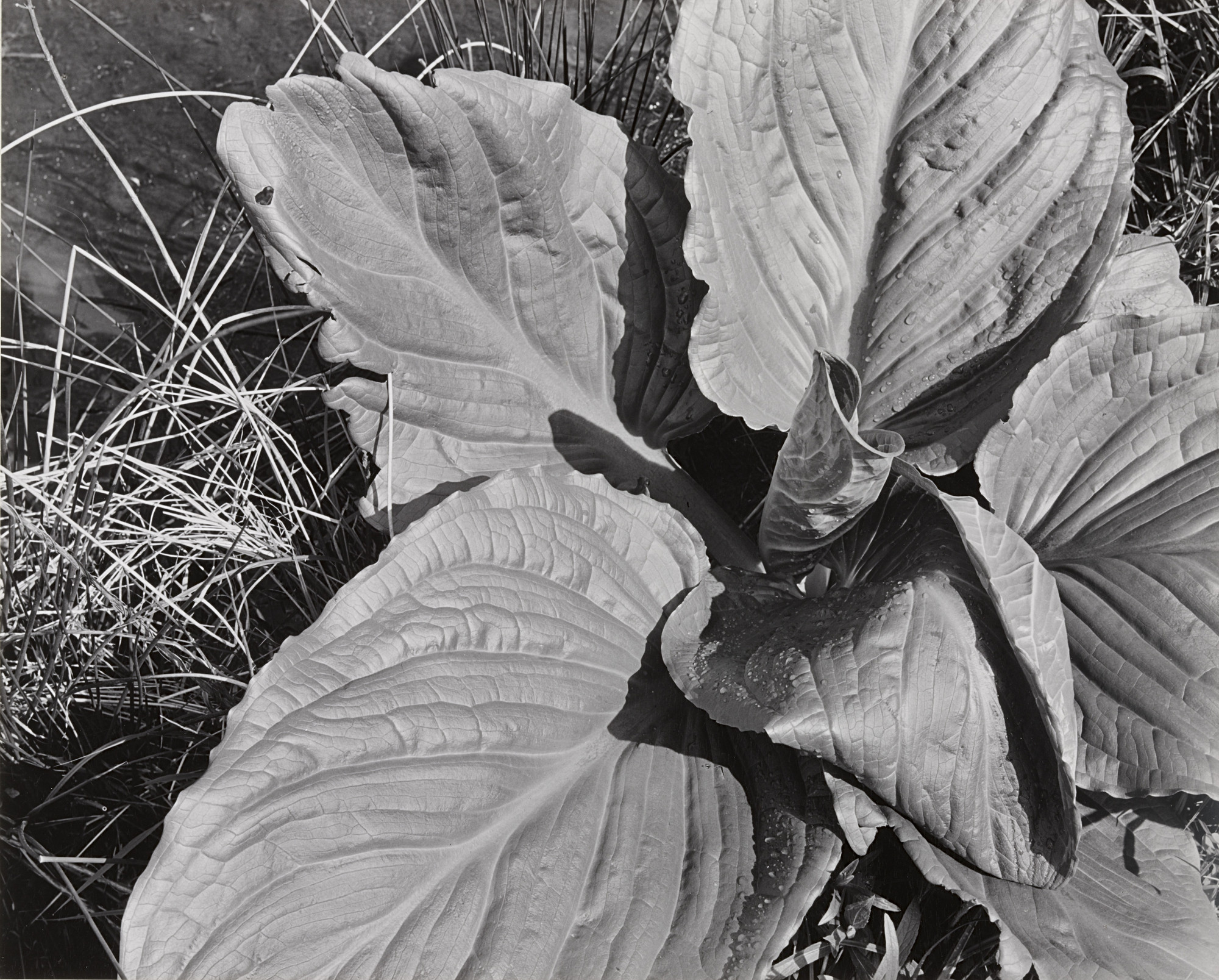 Ansel Adams. Leaves