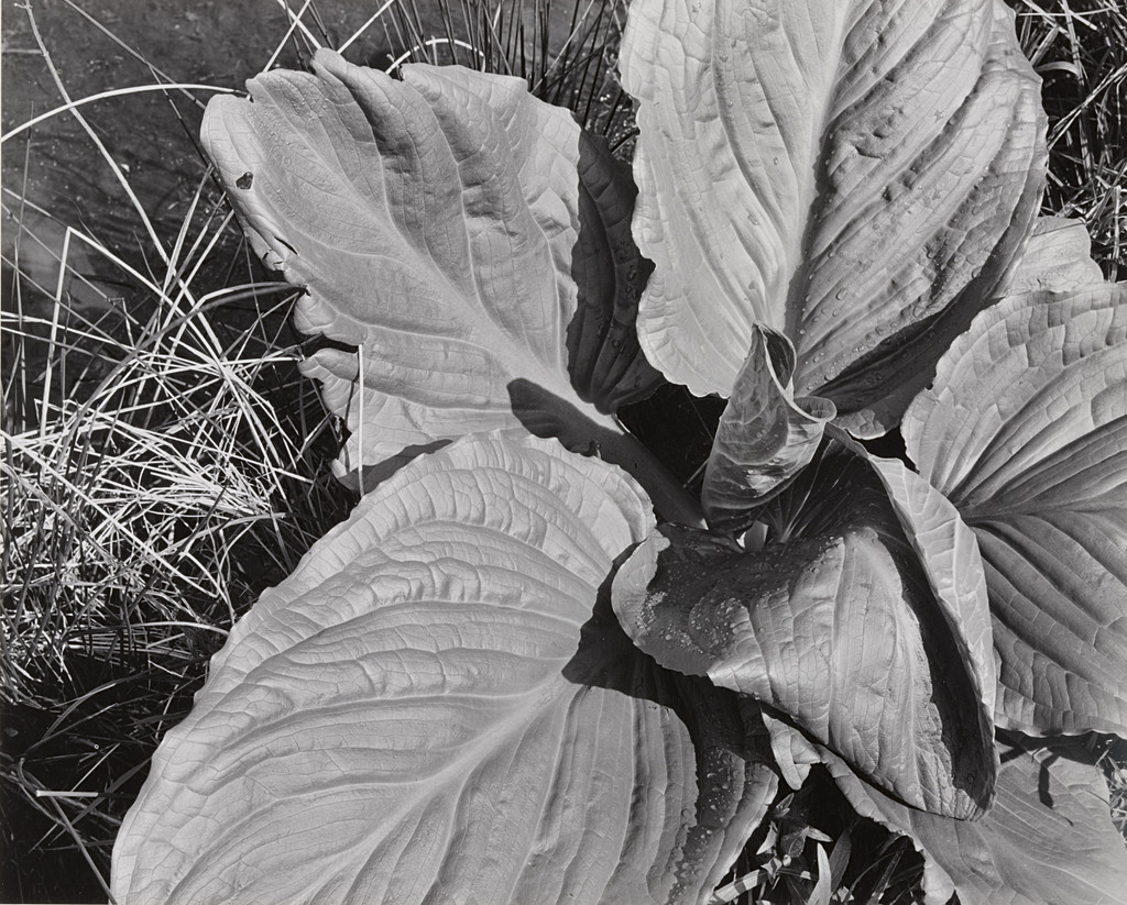 Leaves