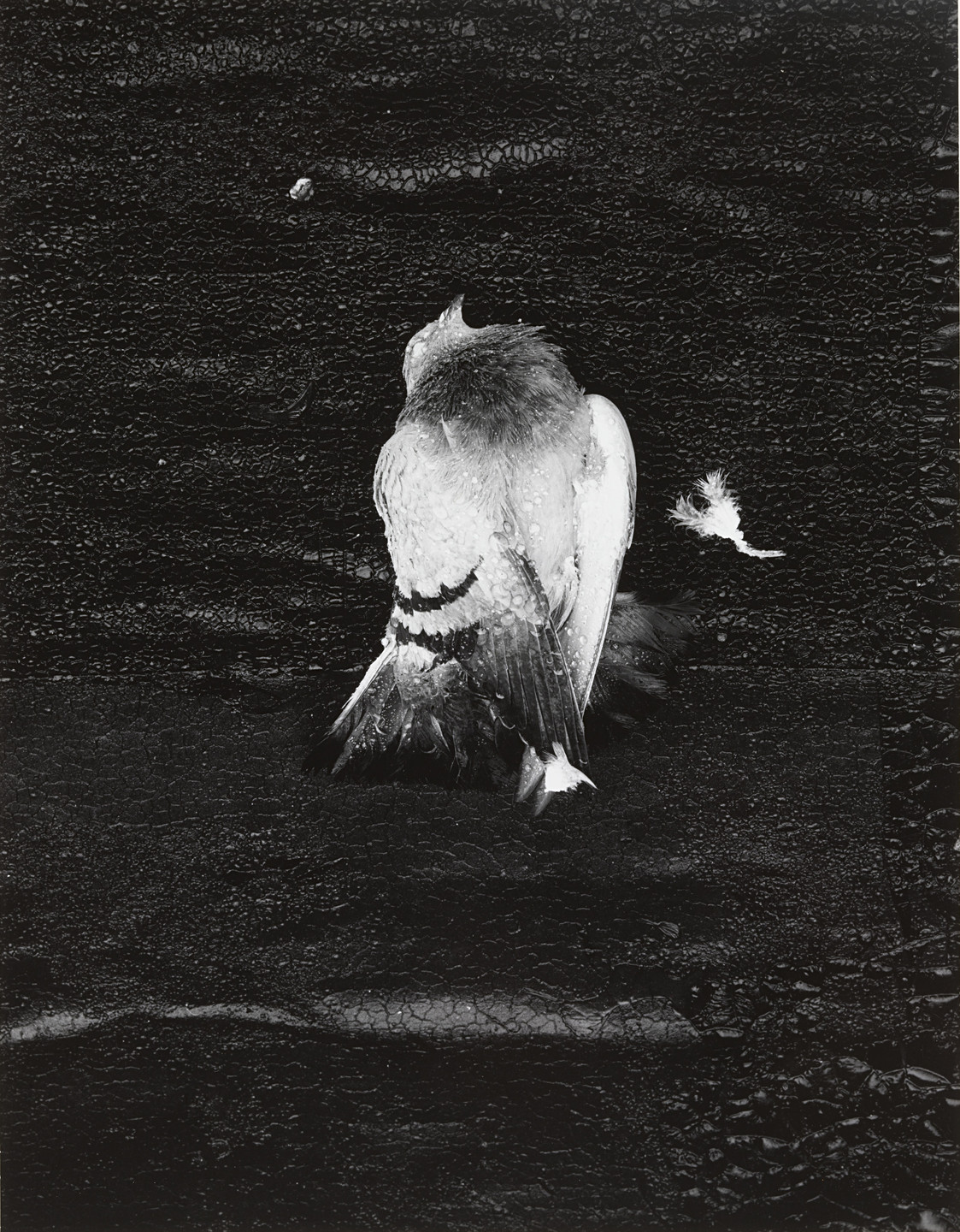 Shirley C. Burden. Untitled. c. 1959