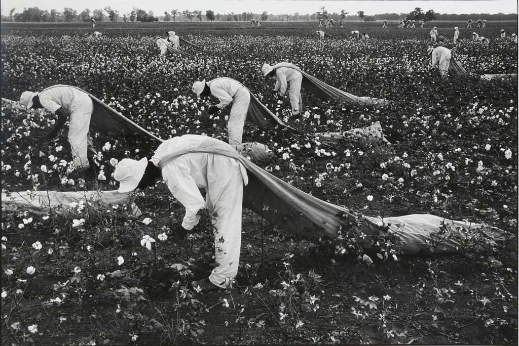 Cotton Pickers Fegruson Unit, Texas