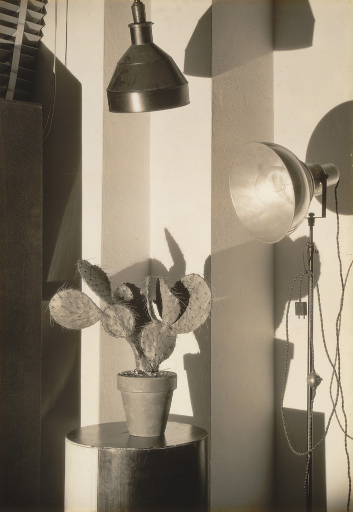 Cactus and Photographer's Lamp, New York