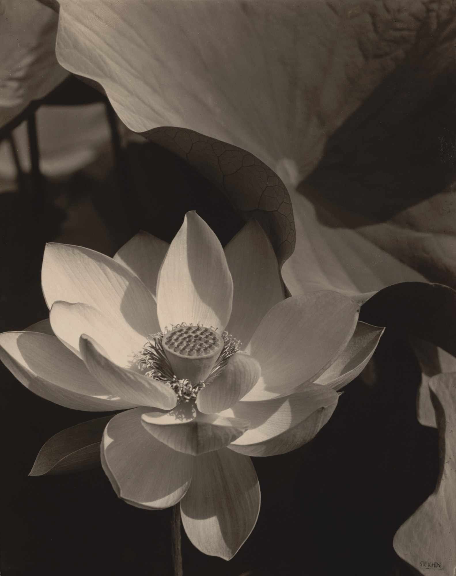 Edward Steichen. Lotus, Mount Kisco, New York