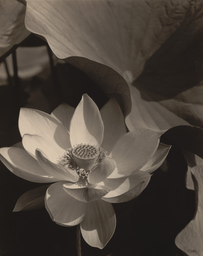 Lotus, Mount Kisco, New York