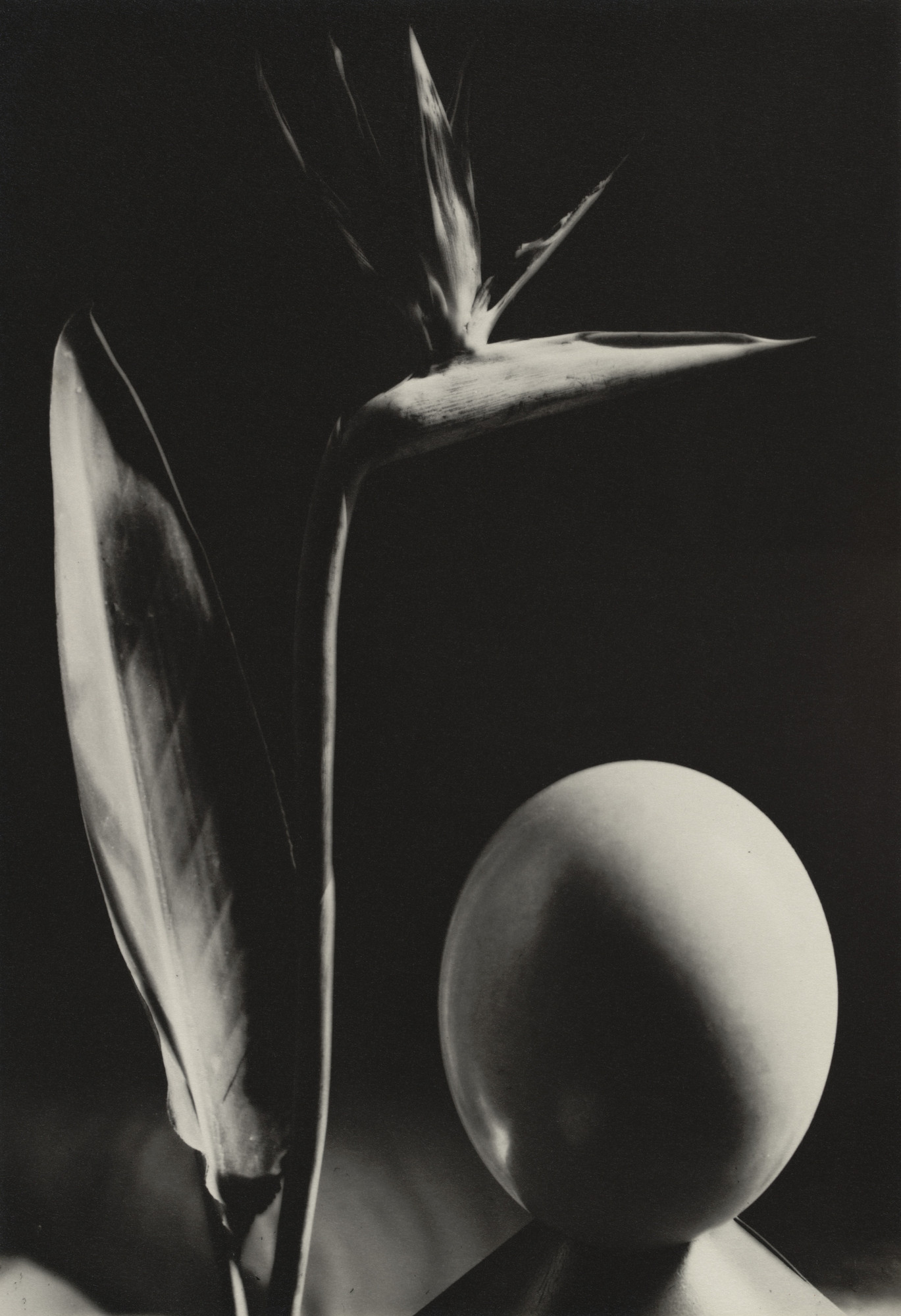 Man Ray (Emmanuel Radnitzky). Untitled