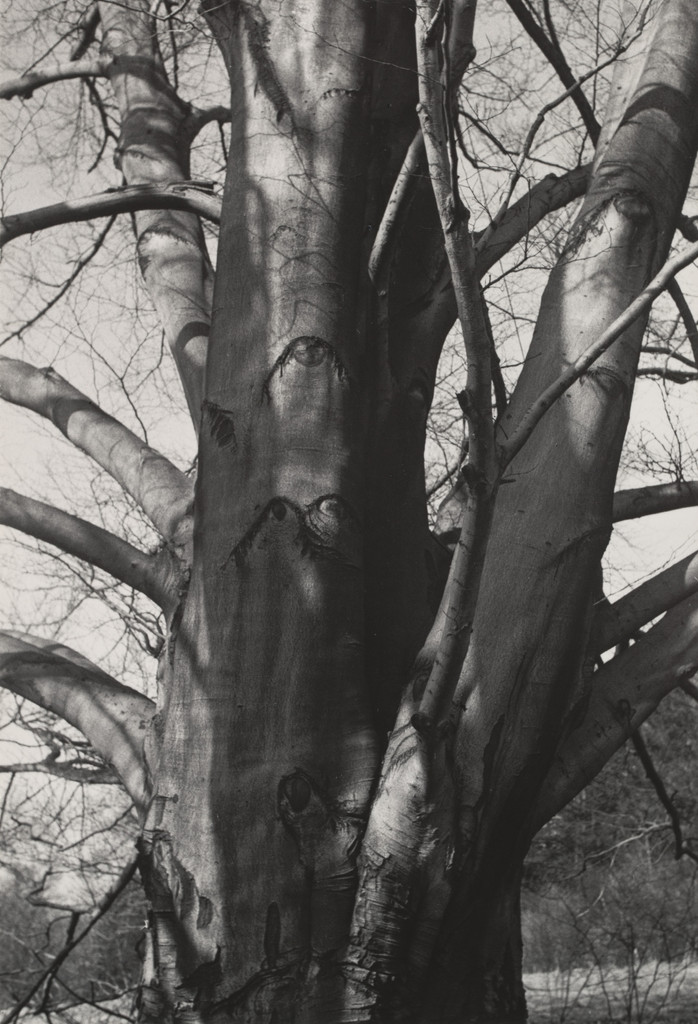 Beech Tree, Charles Sheeler, 1951