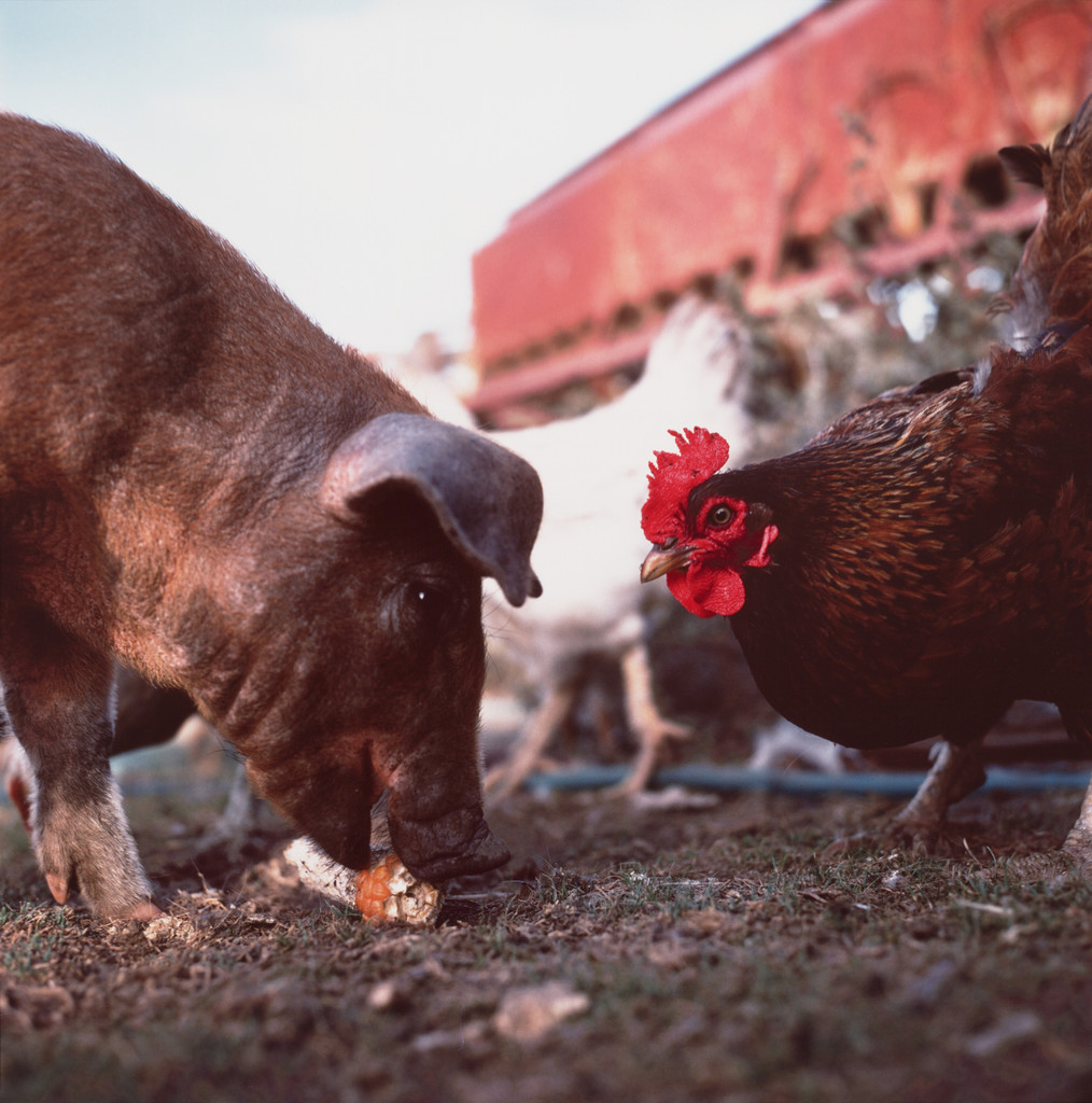 Untitled from the series On the Sixth Day