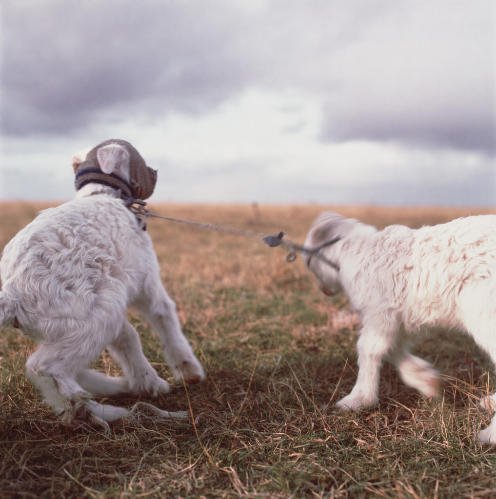 Untitled from the series On the Sixth Day