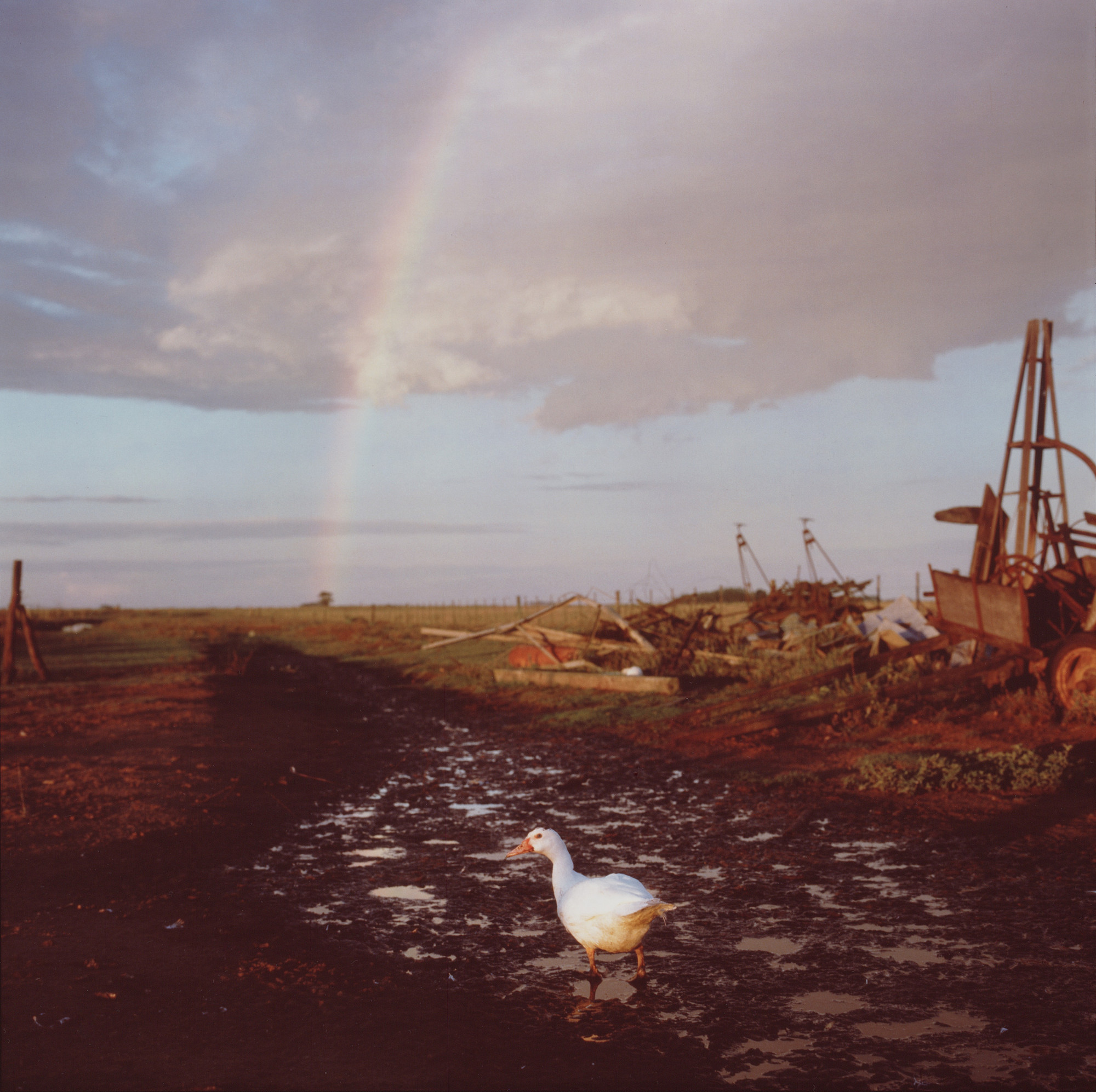 Alessandra Sanguinetti. Untitled from the series On the Sixth Day