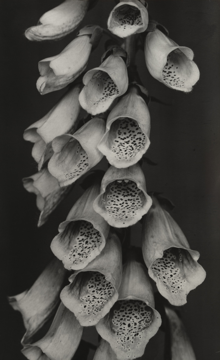 Albert Renger-Patzsch. Foxglove (Fingerhut). 1922