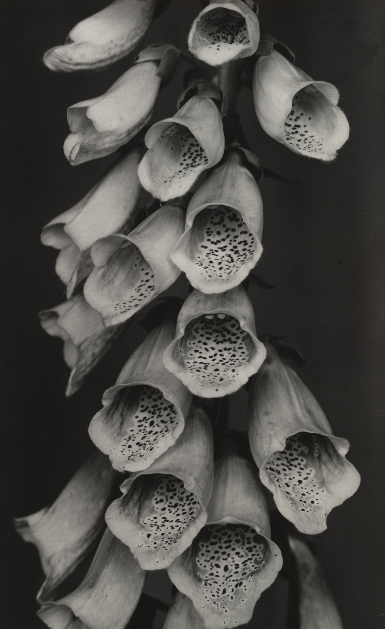 Albert Renger-Patzsch. Foxglove (Fingerhut). 1922 | MoMA
