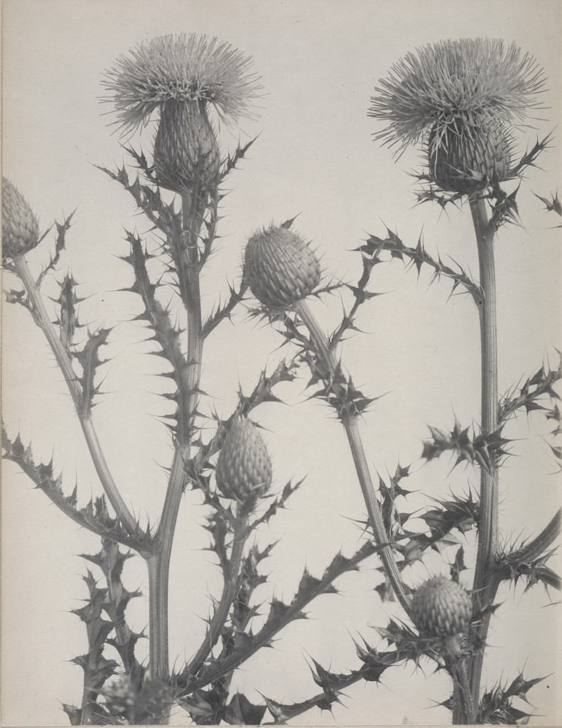 Thistle