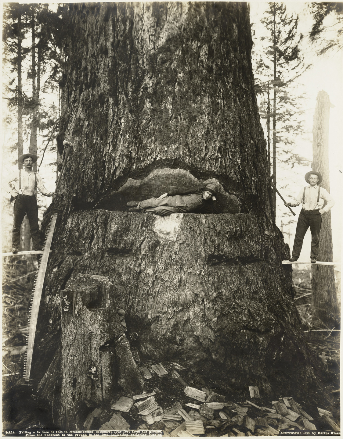 Darius Kinsey. Felling a Fir Tree 51 Feet in Circumference, Measured Four Feet from the Ground. From the Undercut to the Ground Is Ten Feet, Indicating Early-Day Logging. 1906