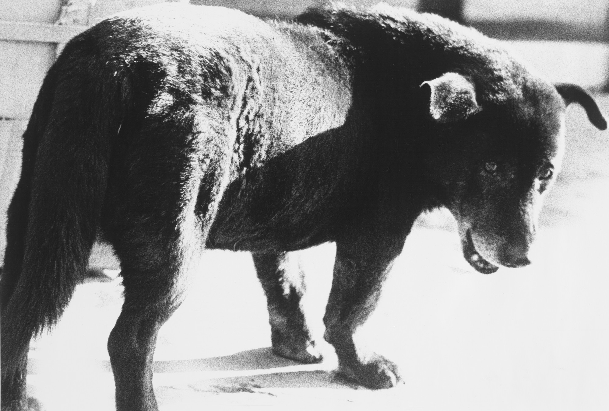Daido Moriyama. Stray Dog, Misawa. 1971