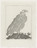 Pablo Picasso. The Vulture (Le Vautour) (plate, facing page 98) from Eaux-fortes originale pour des textes de Buffon (Histoire naturelle). 1936, published 1942