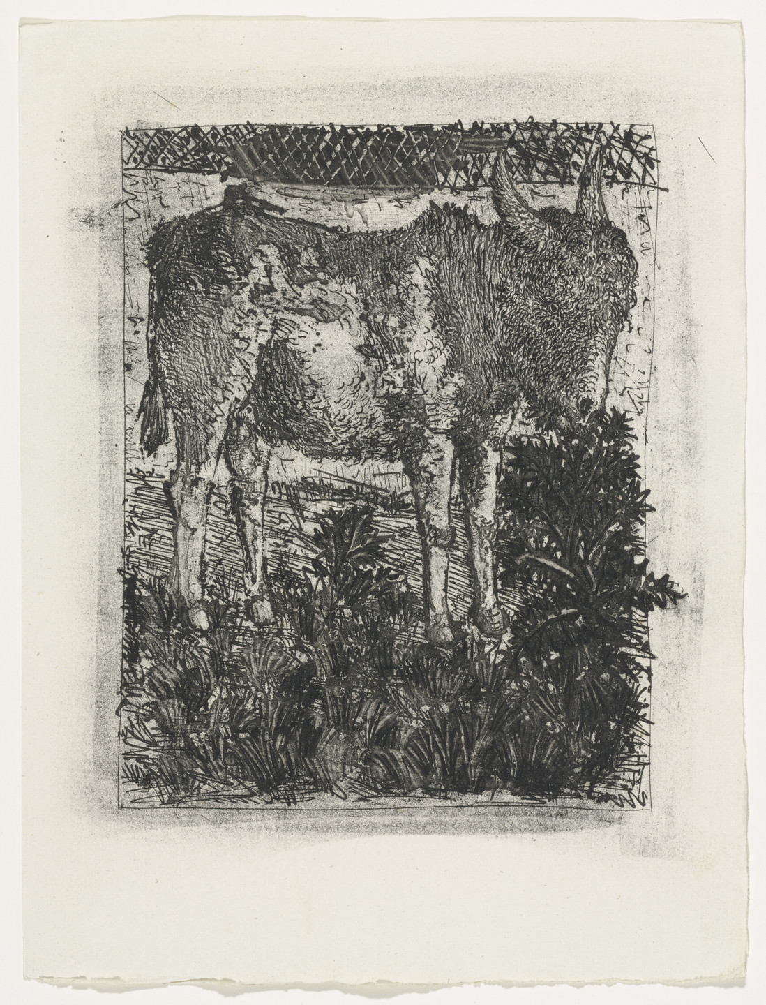 Pablo Picasso. The Donkey (L'Âne) from Eaux-fortes originale pour des textes de Buffon (Histoire naturelle). 1936, published 1942