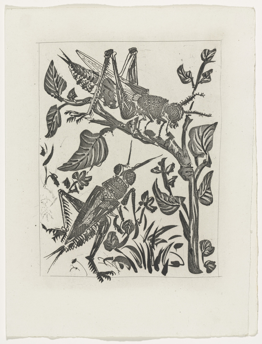 Pablo Picasso. The Grasshopper (La Sauterelle) (plate, facing page 154) from Eaux-fortes originale pour des textes de Buffon (Histoire naturelle). 1936, published 1942