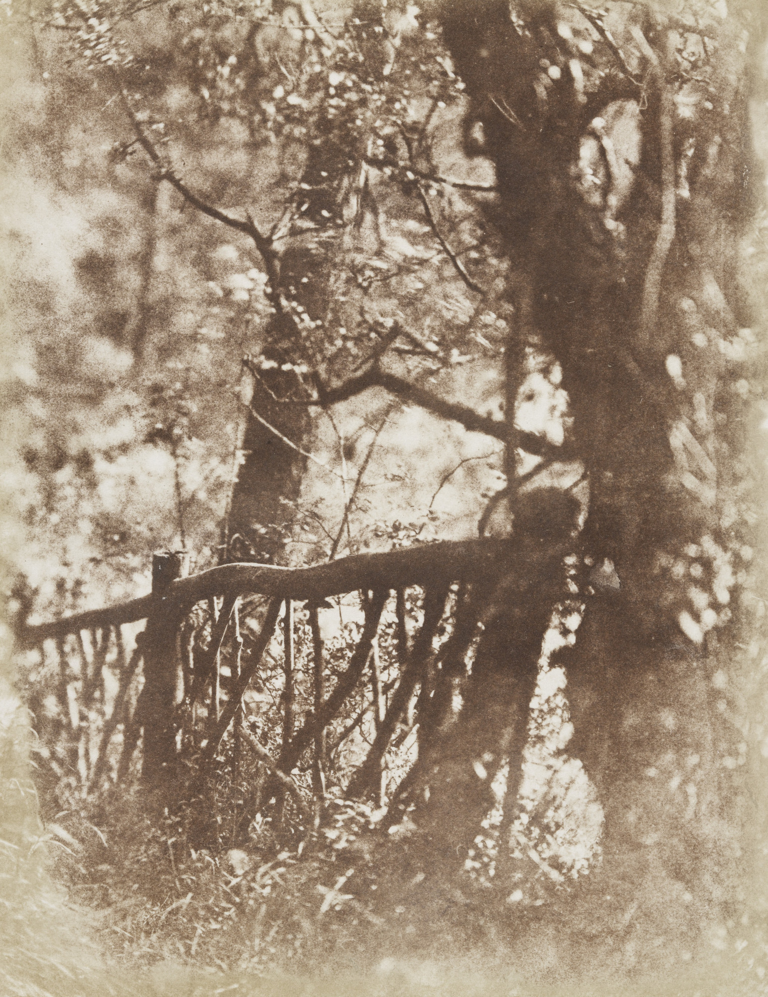David Octavius Hill, Robert Adamson. Colinton Wood