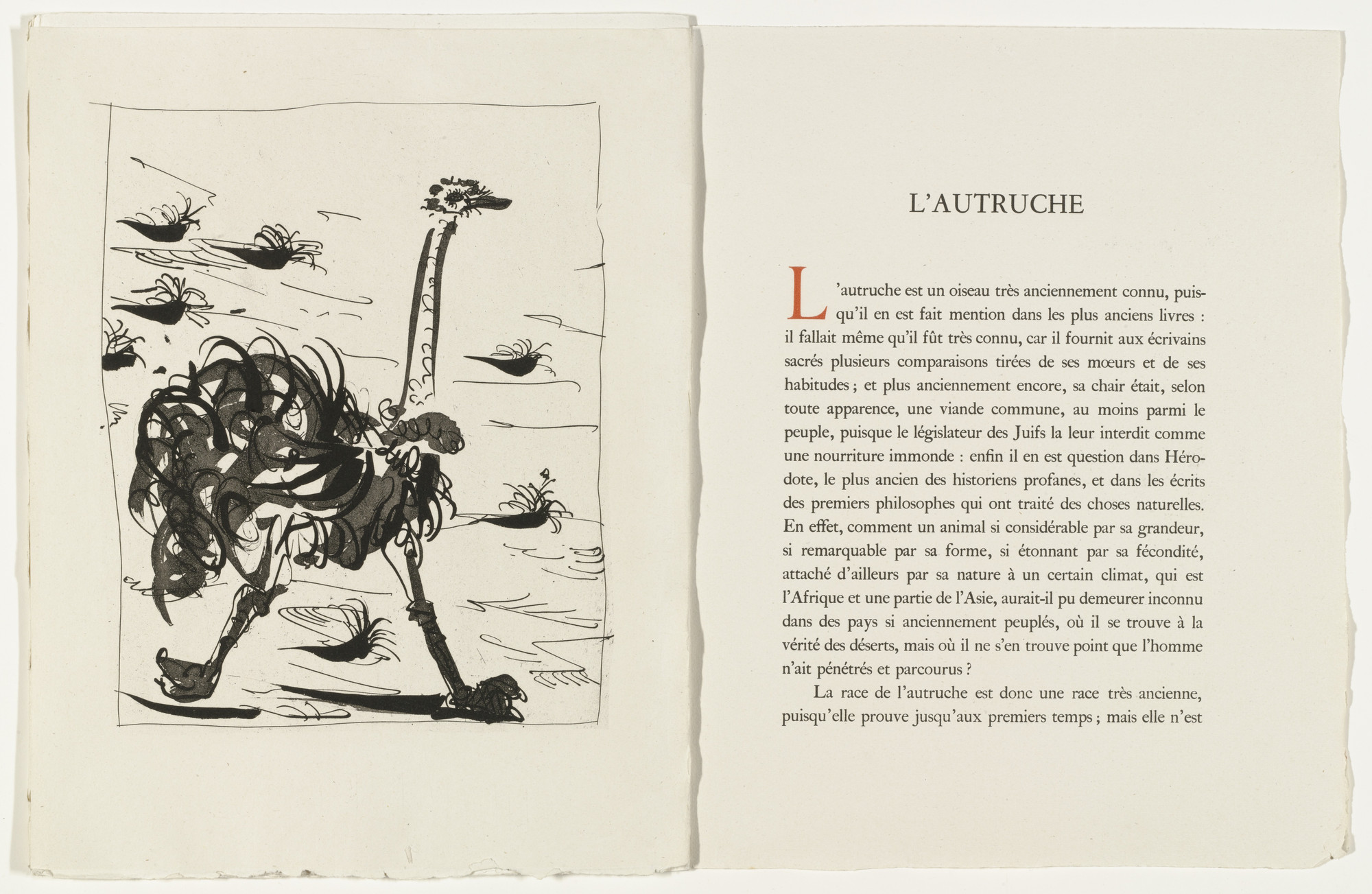 Pablo Picasso. The Ostrich (L&#39;Autruche) (plate XVI) from Eaux-fortes originale pour des textes de Buffon (Histoire naturelle). 1936, published 1942
