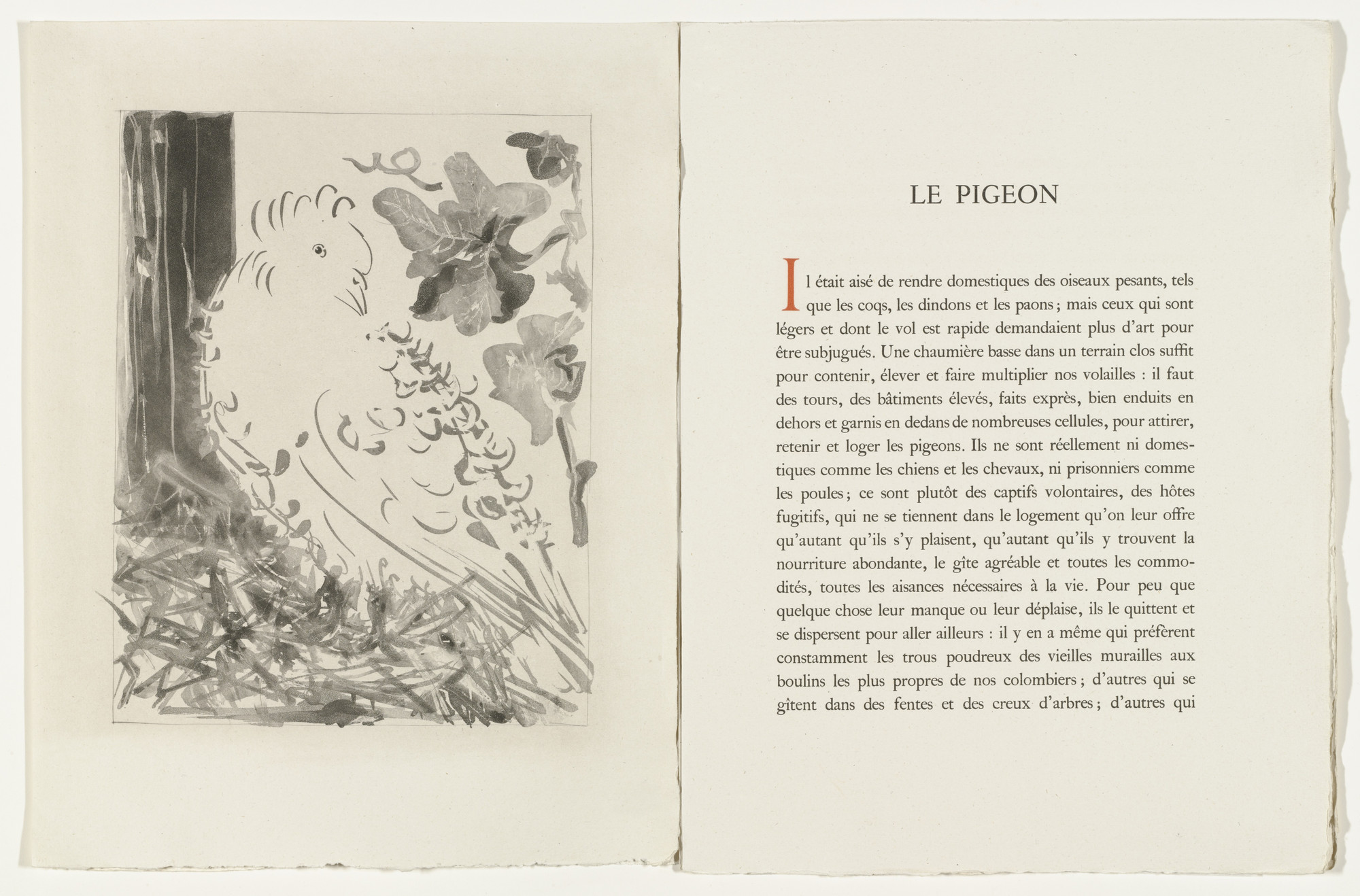 Pablo Picasso. The Pigeon (Le Pigeon) (plate facing page 126) from Eaux-fortes originale pour des textes de Buffon (Histoire naturelle). 1936, published 1942