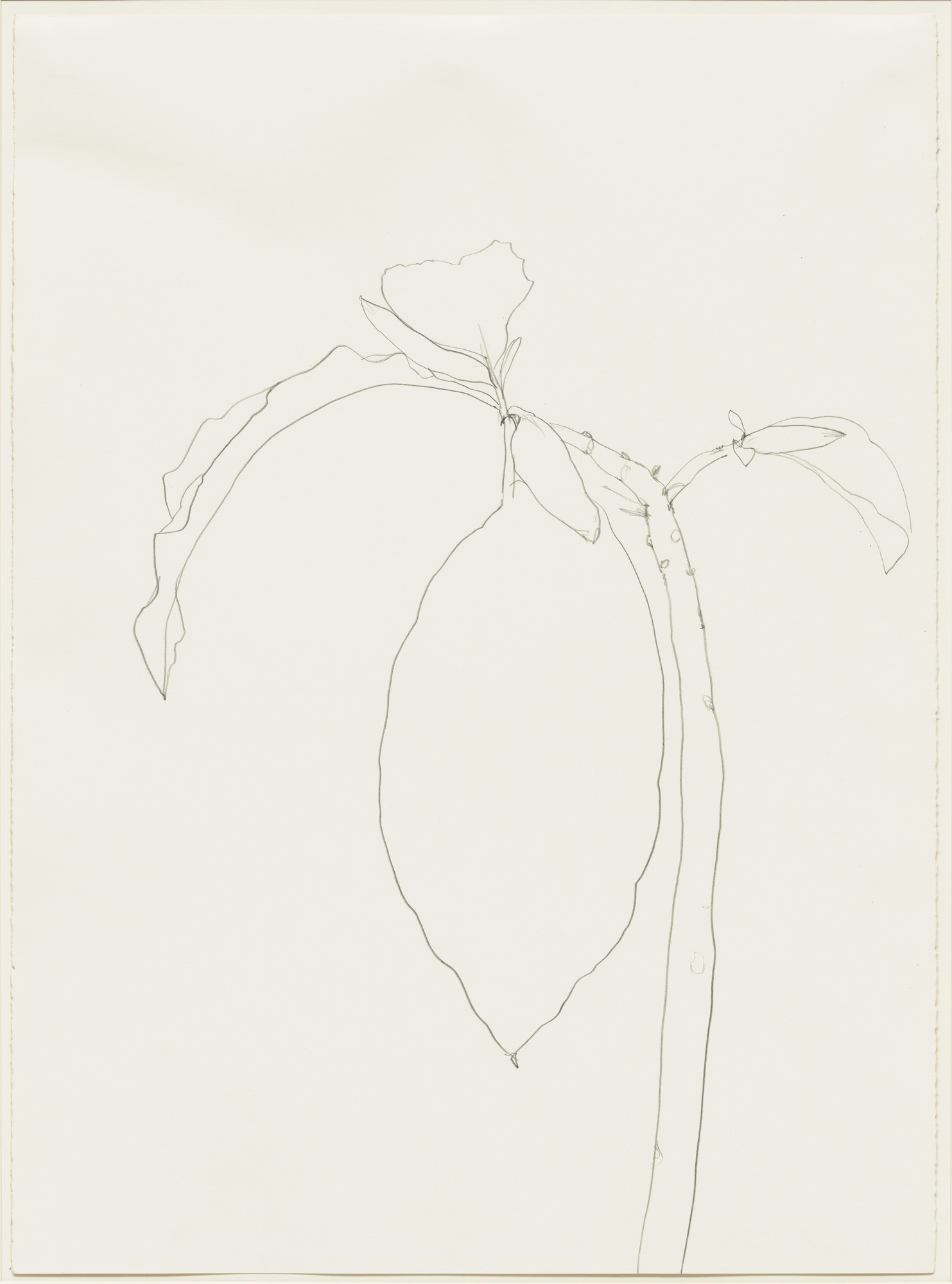 Ellsworth Kelly. Datura