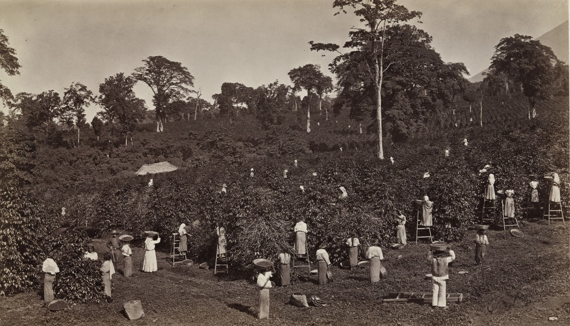 Eadweard J. Muybridge. Coffee Harvesting, Las Nubes - Elevation 6000 ft