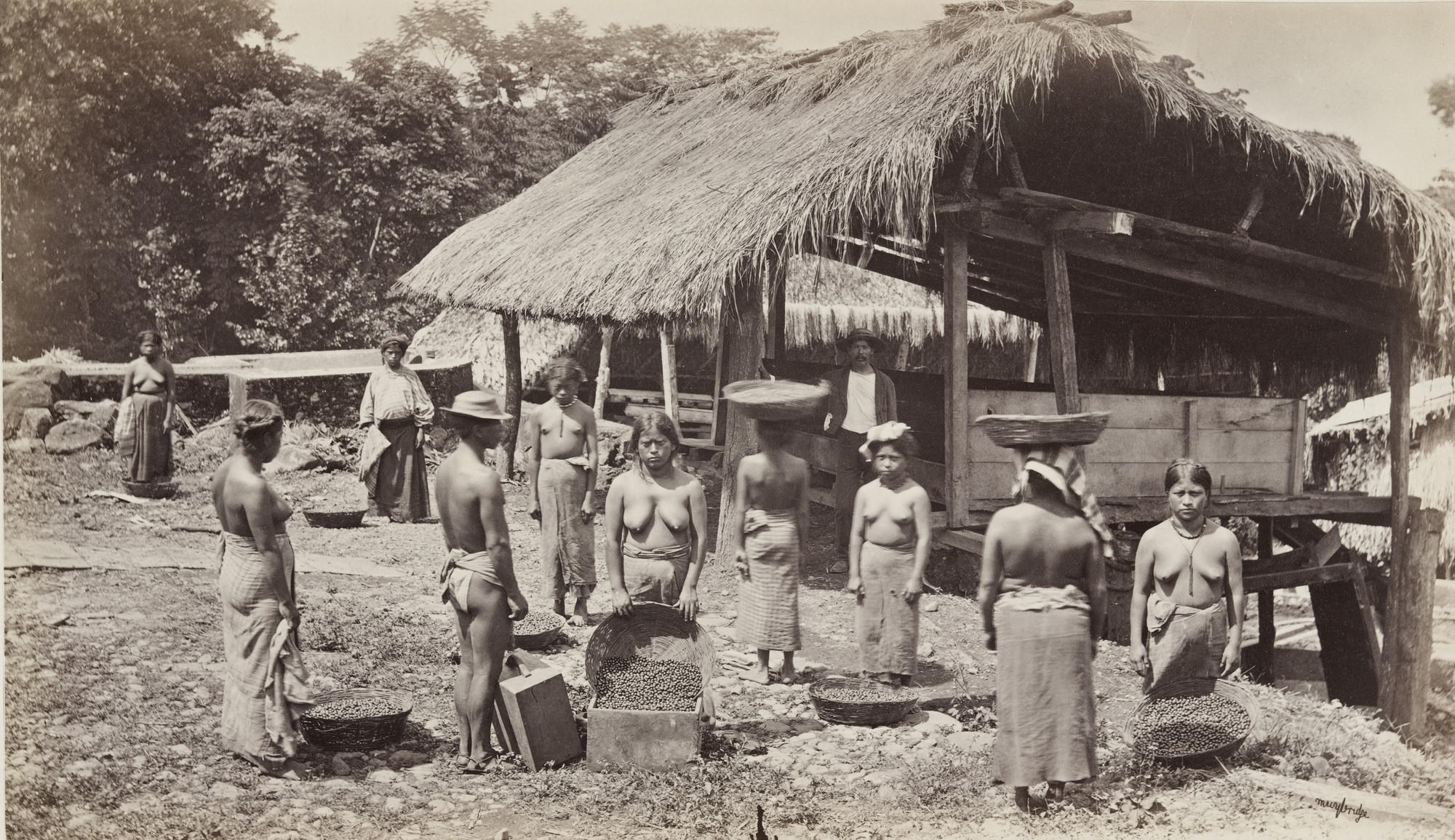 Eadweard J. Muybridge. Bringing in the Day's Coffee Harvest, San Isidro