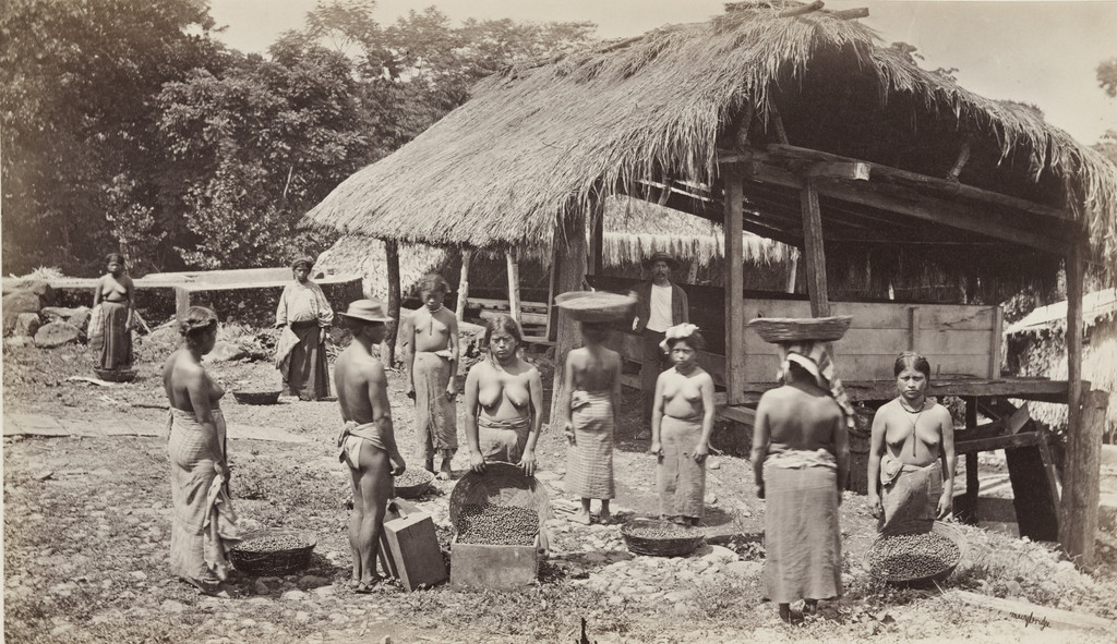 Bringing in the Day's Coffee Harvest, San Isidro