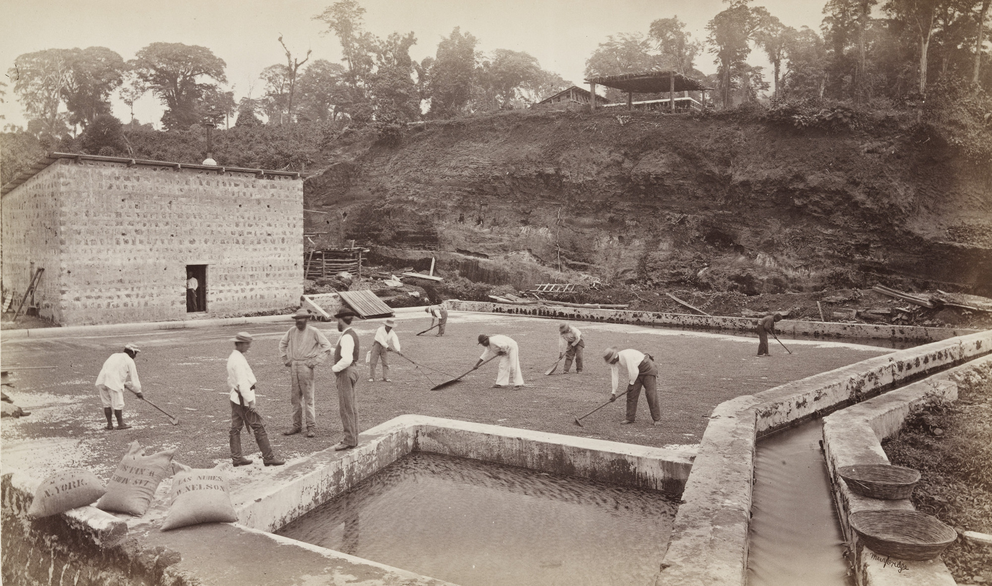 Eadweard J. Muybridge. Drying Coffee Berries on the Patio, Las Nubes
