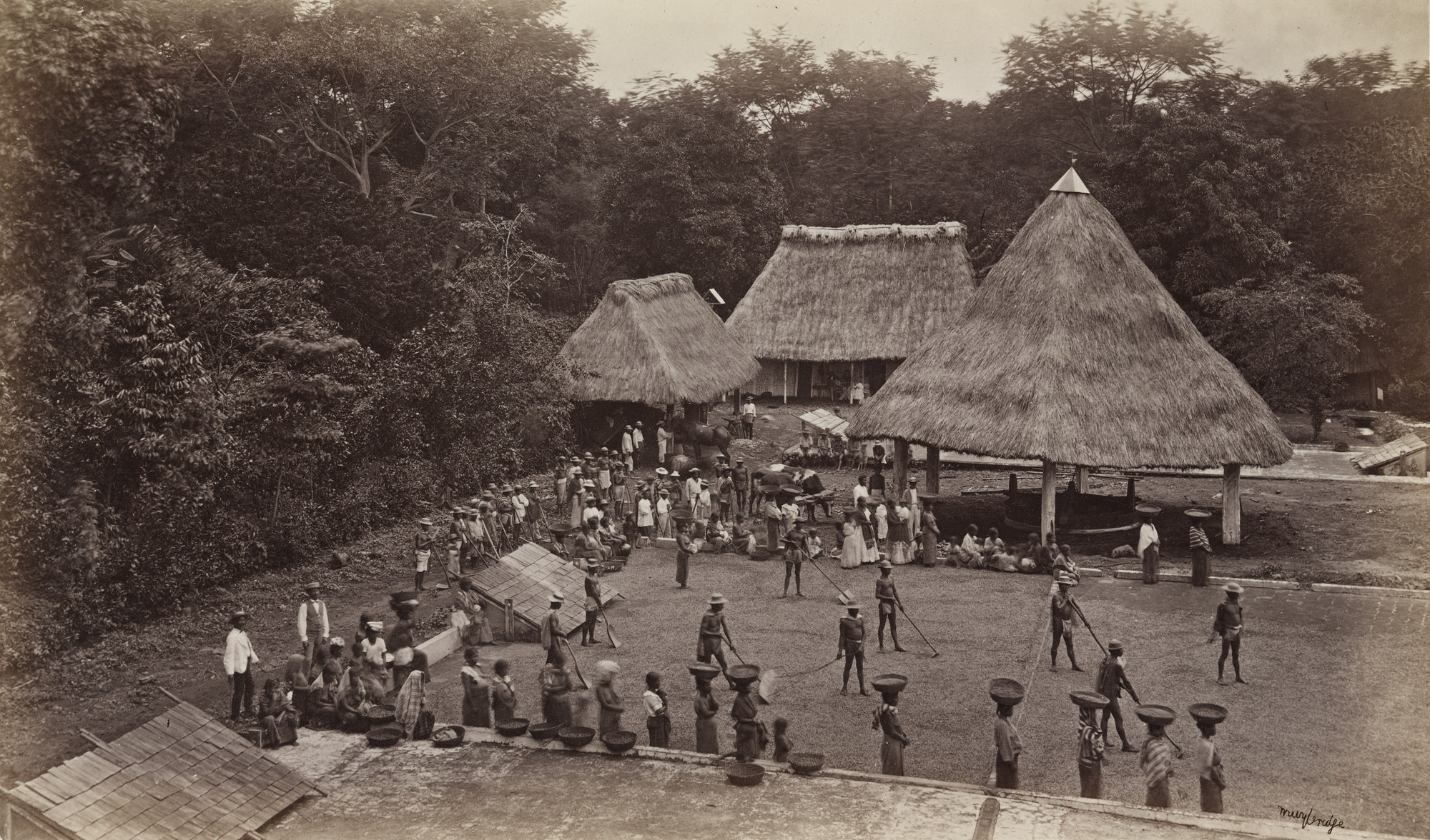Eadweard J. Muybridge. Coffee Hacienda, San Isidro