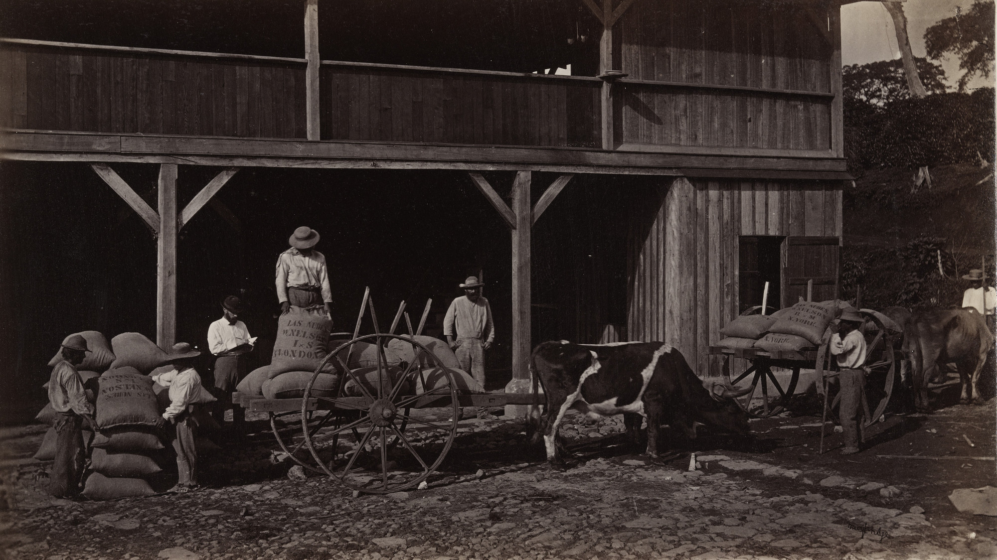 Eadweard J. Muybridge. Loading Coffee for the Port, Las Nubes