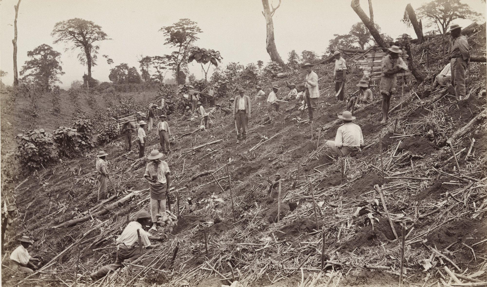 Eadweard J. Muybridge. Setting Out a Coffee Plantation at Antigua