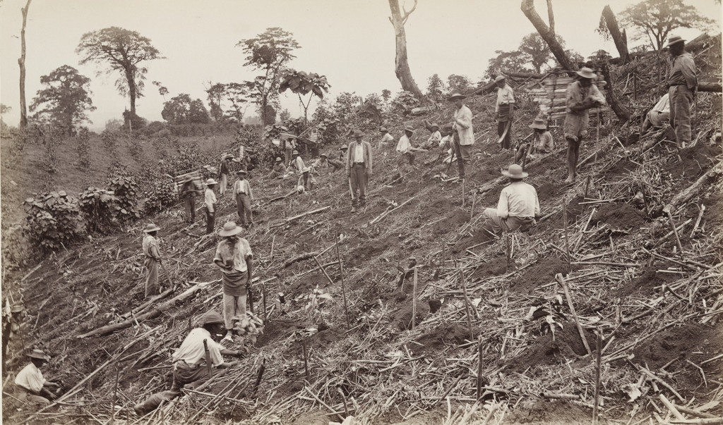 Setting Out a Coffee Plantation at Antigua