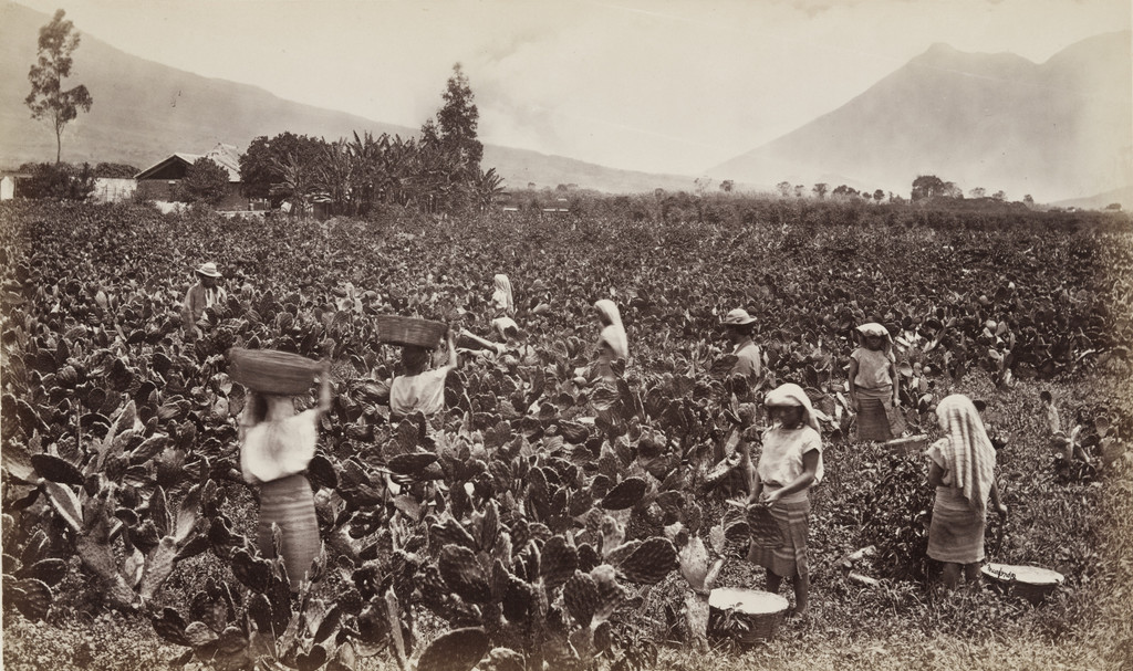 Cactus Plantation for Rearing Cochineal