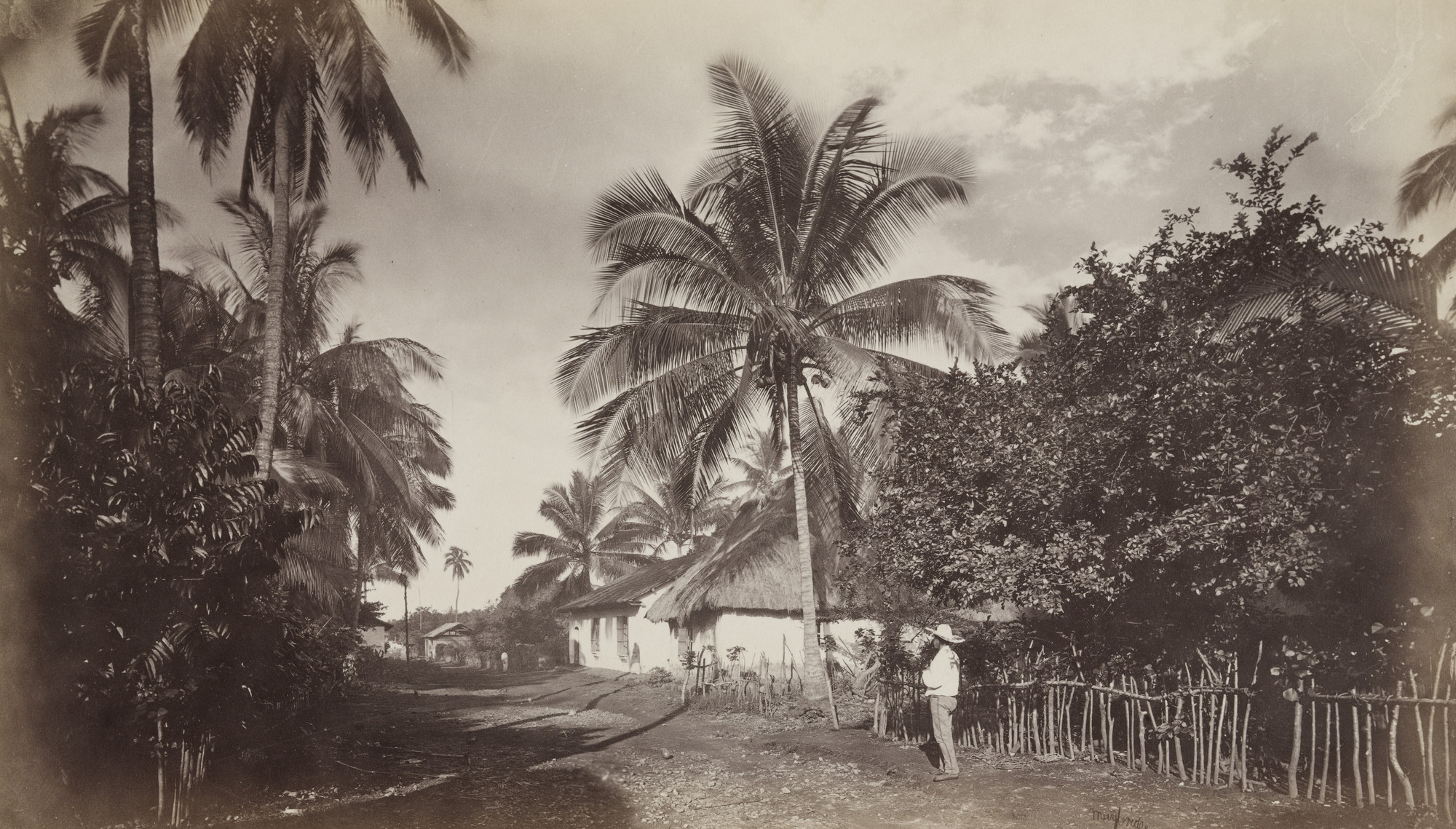 Eadweard J. Muybridge. Cocoa Palm, Retalhuleu