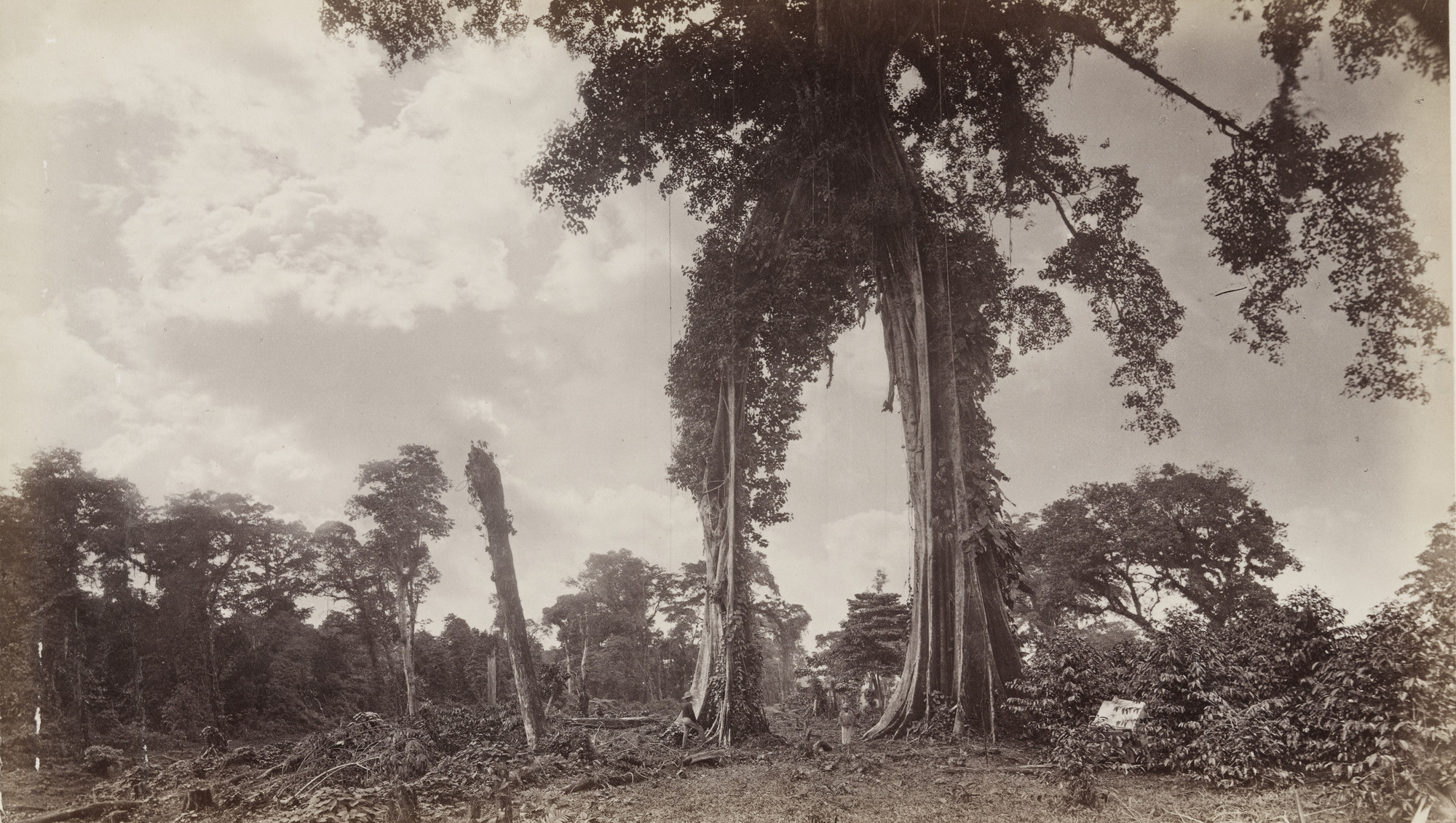 Eadweard J. Muybridge. Matapala Tree, Las Nubes