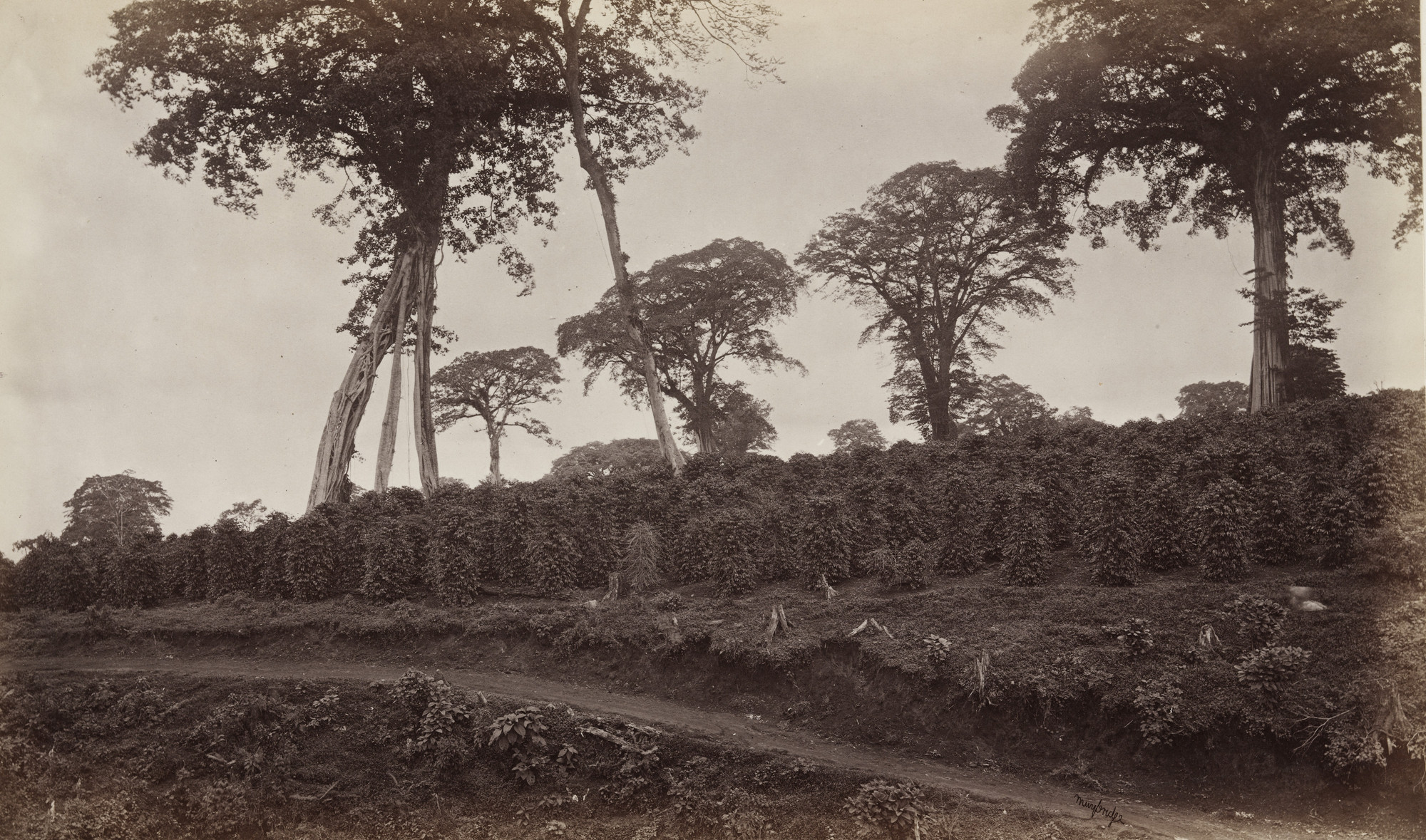 Eadweard J. Muybridge. Coffee Plantation at Las Nubes